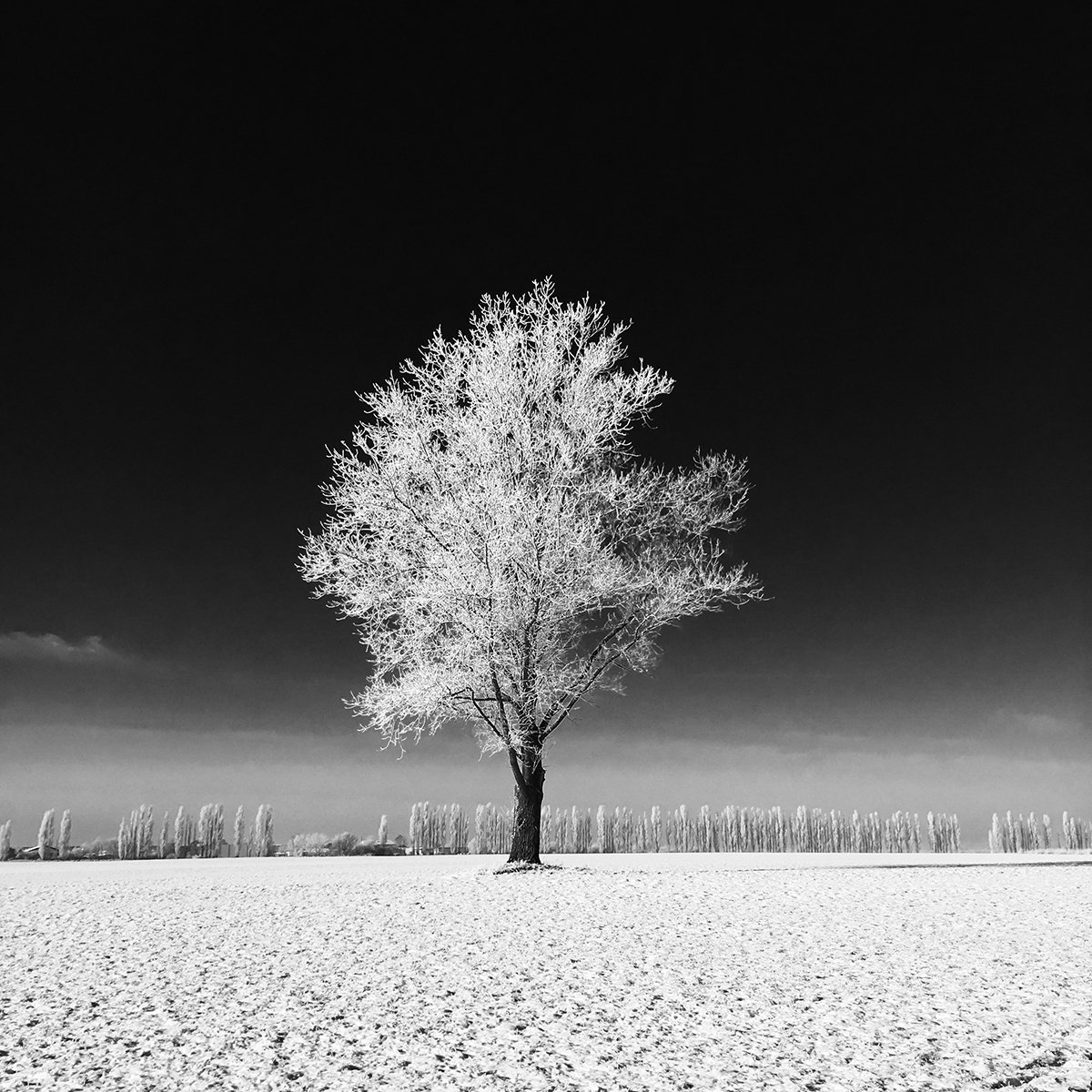 Landschaftsfoto Baum